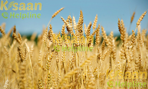 Wheat - एच. आई. 1544 (H.I 1544)